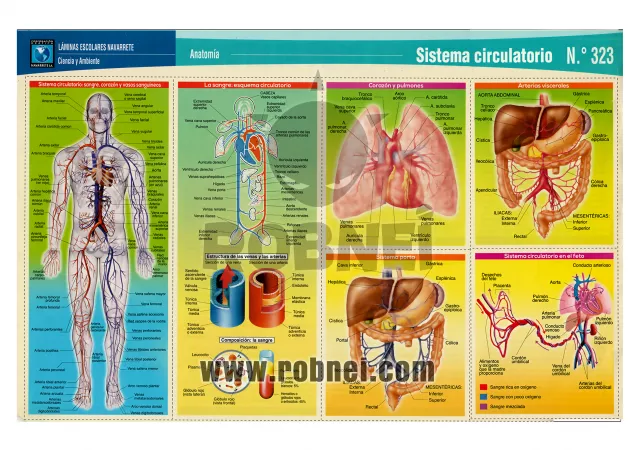 Sistema Circulatorio 2